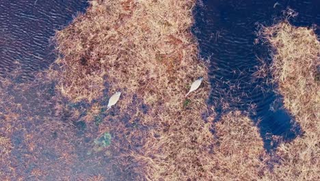 cranes feeding in shallow pond water - top view
