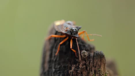 Die-Waldwanze-Oder-Rotbeinige-Schildwanze-(Pentatoma-Rufipes)-Ist-Eine-Art-Der-Schildwanze-Aus-Der-Familie-Der-Pentatomidae,-Die-In-Den-Meisten-Teilen-Europas-Häufig-Vorkommt.-Es-Bewohnt-Wälder,-Wälder,-Obstgärten-Und-Gärten