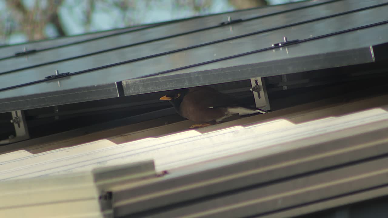 Common Indian Myna Bird Perched Under Solar Panels On Shed Roof Taking Shelter From Sun Daytime Australia Gippsland Victoria Maffra