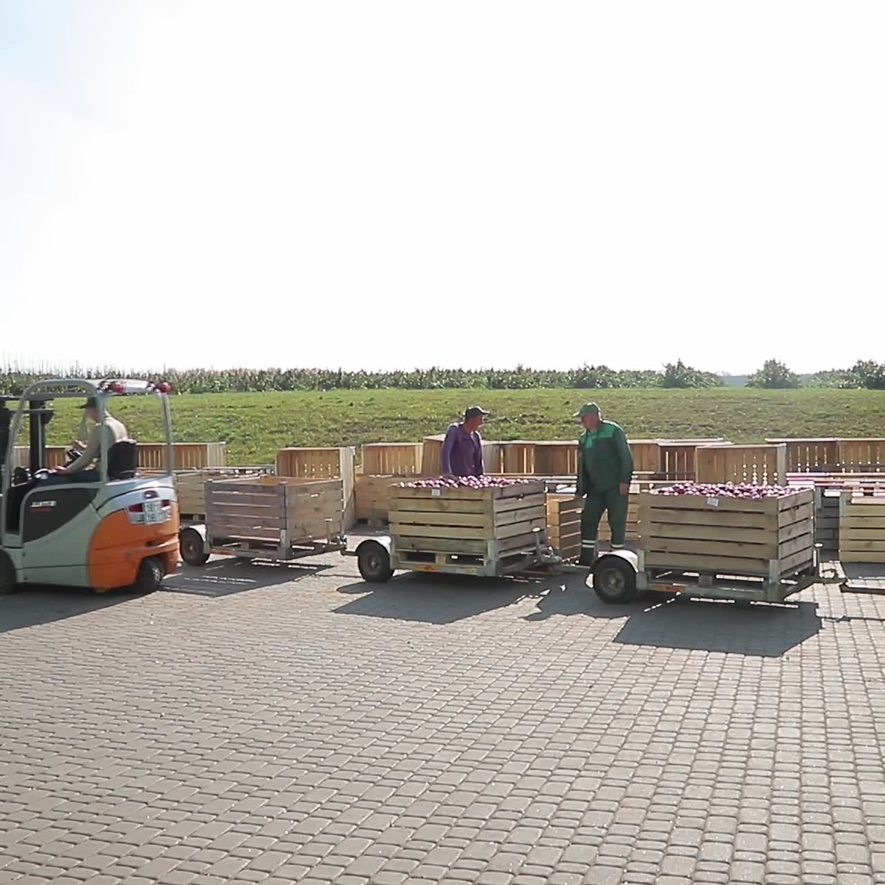 Apples transporting to industrial production