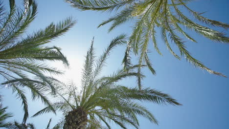 amanecer de palmeras. palmera a cámara lenta.5
