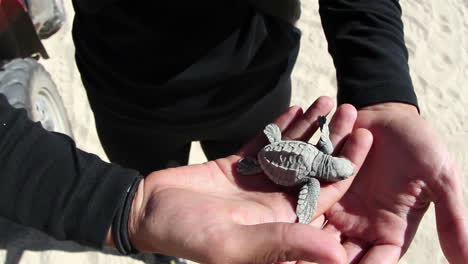 la tortuga bebé en las manos