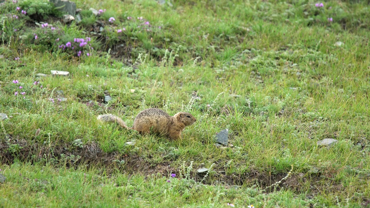 Ground Squirrel Foraging in Alpine Meadow