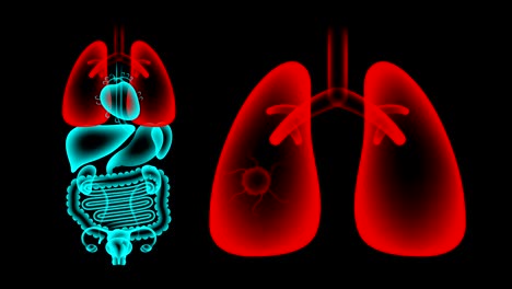 human female organs x-ray set, lung infection concept idea red color illustration isolated glow in the dark background, seamless looping animation 4k with copy space