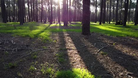 Tiefflug-Zwischen-Kiefern,-Licht,-Das-Durch-Die-Plantage-In-Gnangara-Kiefern,-Perth,-WA-Schimmert