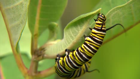 close up of caterpillar