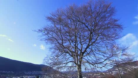 Landåsparken-En-Bergen,-Noruega-En-Un-Día-Soleado-Con-Skyes-Azules