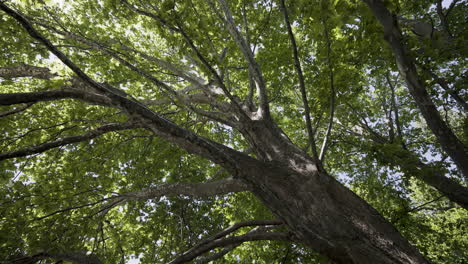 large tree canopy