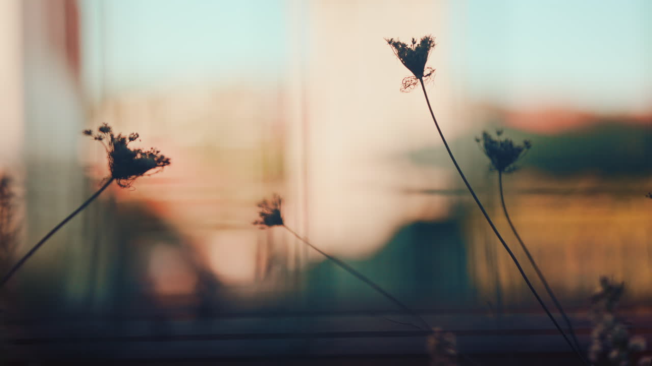 Close up of delicate wild plants in soft focus, with a dreamy pastel background and warm natural light