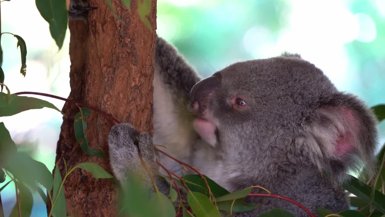 una foto de cerca de un lindo y esponjoso koala herbívoro del norte, phascolarctos cinereus comiendo deliciosas hojas de eucalipto en un santuario de vida silvestre, especie animal nativa de australia