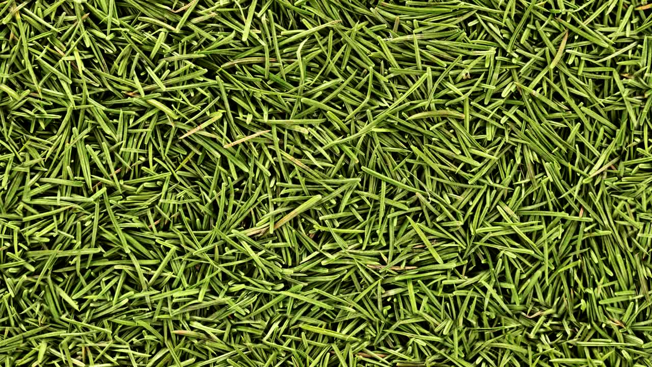 fondo de agujas de abeto con bucle sin costuras