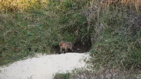 Cute-timid-baby-red-fox-cub-explores-outside-of-foxhole-then-retreats-again