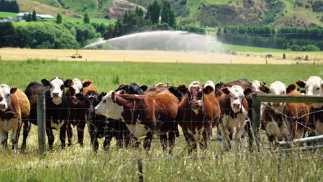 herd of bulls on farm with automatic field sprinkler in background