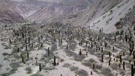 desert landscape of northwestern argentina