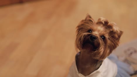 dog terrier in funny dress