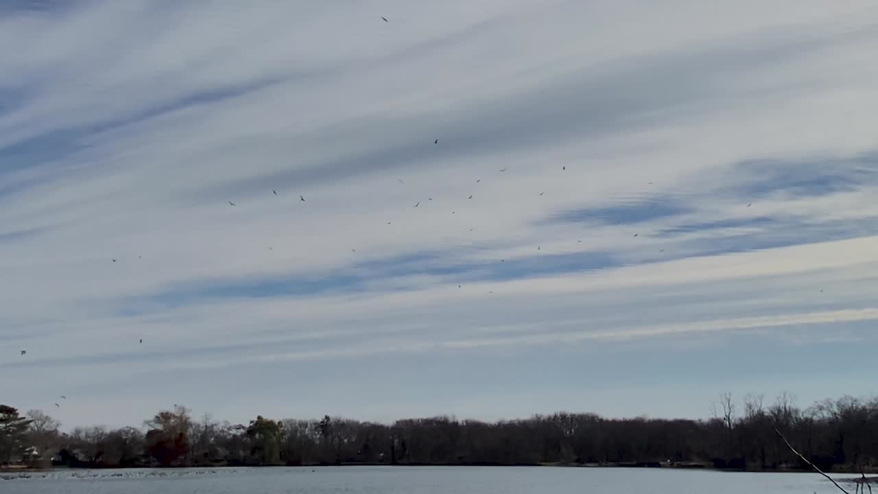 지역 연못 위 를 날아다니는 새 들
