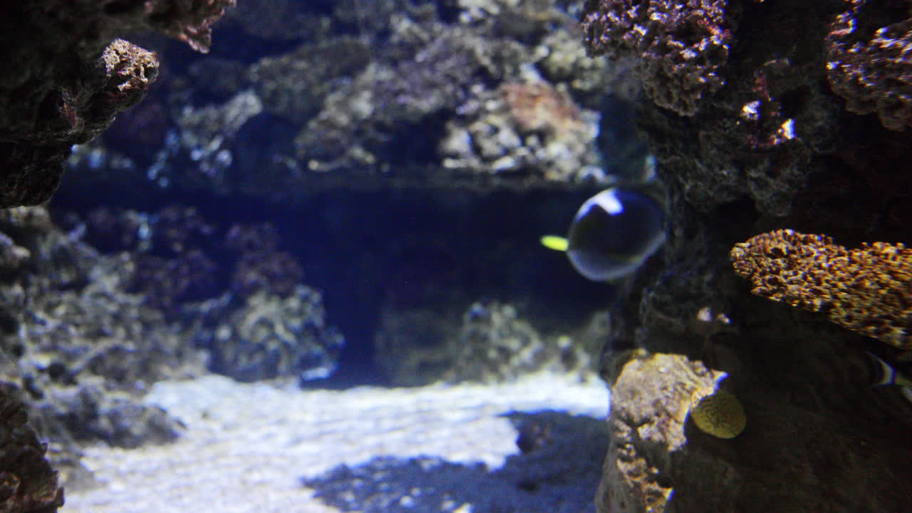 Peixes tropicais no aquário