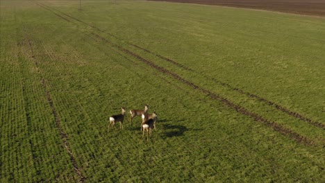 Roe-deer-walking-on-agricultural-field