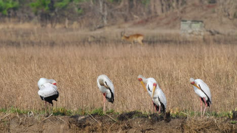 Un-Grupo-De-Cigüeñas-De-Pico-Amarillo-Acicalándose-Sus-Plumas---Primer-Plano