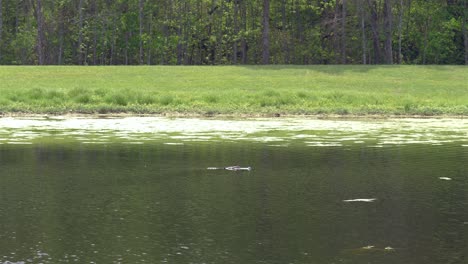 alligator quietly swims through florida pond, tracking, 4k