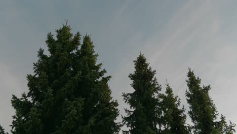 green spruce trees blowing in the wind during sunset with clear skies