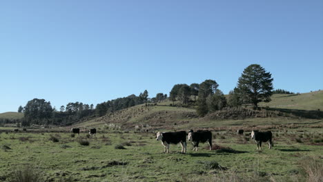Vacas-Pastando-En-El-Prado