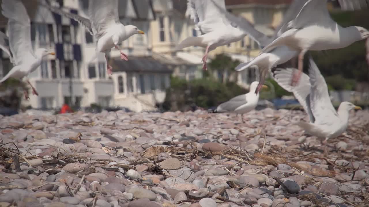 흐린 배경으로 화창한 날 땅에서 이륙하는 갈매기의 슬로우 모션 영상