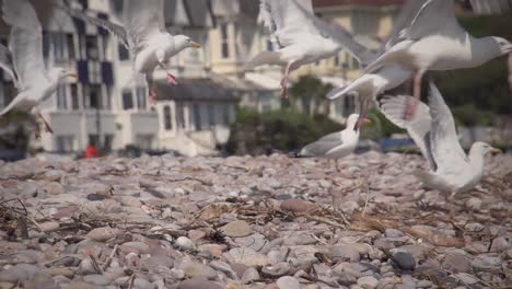 slow-motion footage of seagulls taking off the ground on a sunny day with blur background