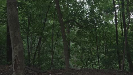 Wind-rippling-trees-along-the-Wissahikcon-Creek,-Philadelphia