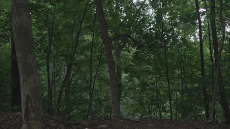 árboles ondulados por el viento a lo largo del arroyo wissahikcon, filadelfia