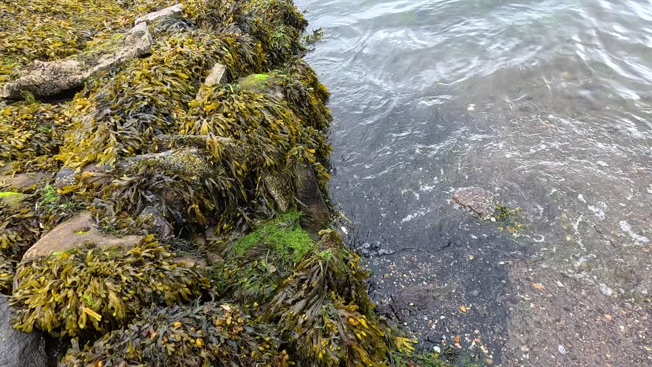 Waves hitting seaweed-covered rocks at Dysart, Fife