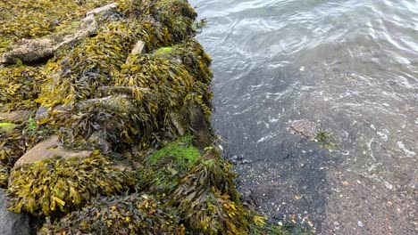 las olas golpean las rocas cubiertas de algas en dysart, fife