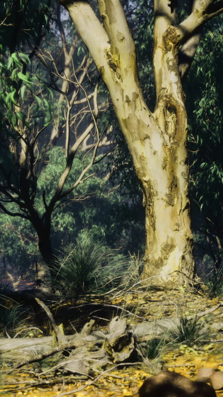 Exploration of a serene woodland filled with vibrant greenery and tranquility