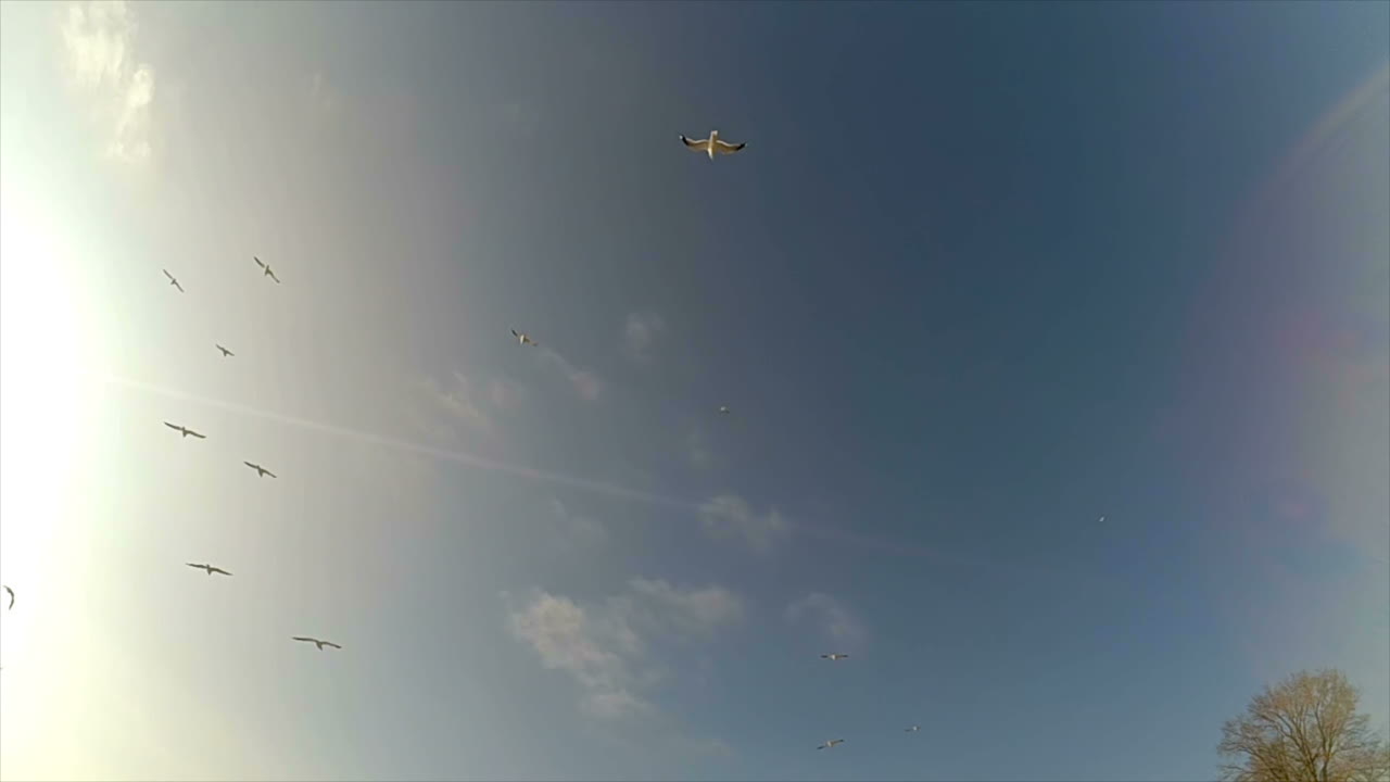 Seagulls in the sky. Slow motion. Seagulls over the sea