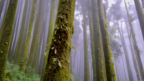 pine-tree-forest-with-white-mist-at-morning-from-different-angle-in-details