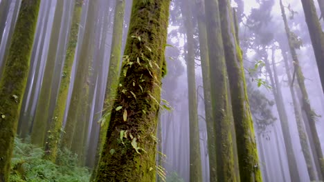 bosque de pinos con niebla blanca por la mañana desde diferentes ángulos en detalles