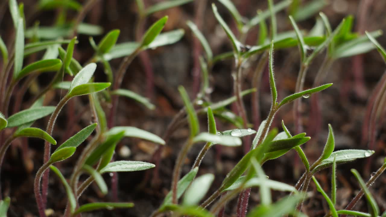 plántulas de tomates. pequeño, pronto brotó