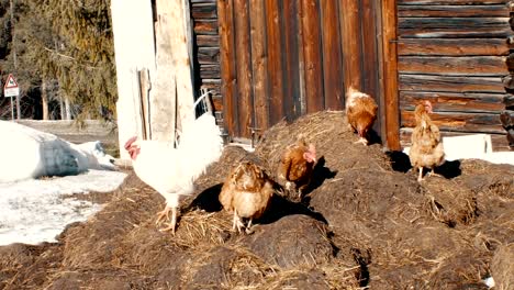 hens and rooster graze outside the winter stable in the high mountains of south tyrol