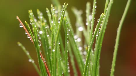 Cerca-De-Una-Gota-De-Agua-En-Las-Hojas-De-Un-árbol