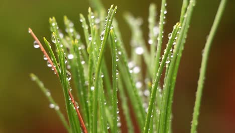 cerca de una gota de agua en las hojas de un árbol
