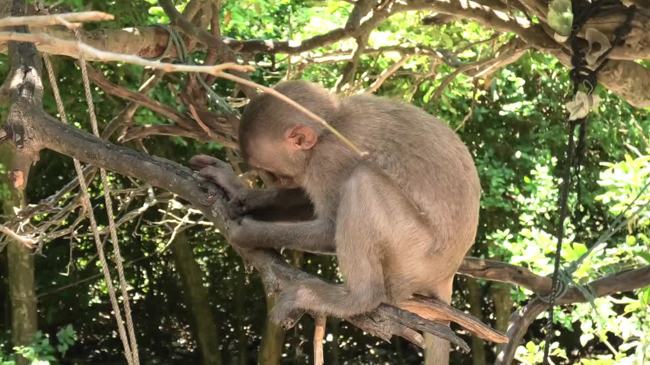 Wild macaque monkey relaxing in trees on Monkey Island in Nha Trang, Vietnam