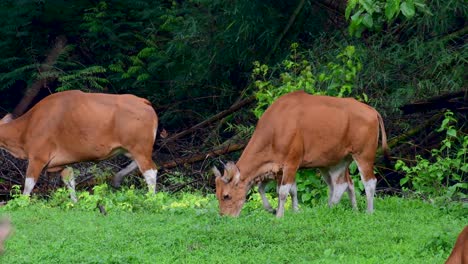 el banteng o tembadau, es un ganado salvaje que se encuentra en el sudeste asiático y se extinguió en algunos países