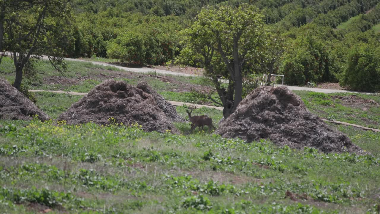 avistamiento de dos ciervos en el huerto 4k