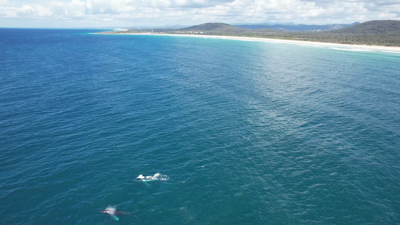 Aerial View Of Humpback Whales In Turquoise Ocean In New South Wales, Australia - drone shot