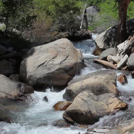 A-stream-or-river-flows-in-a-forest