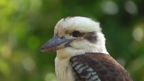 pájaro estudia a su presa pájaro estudia a su presa