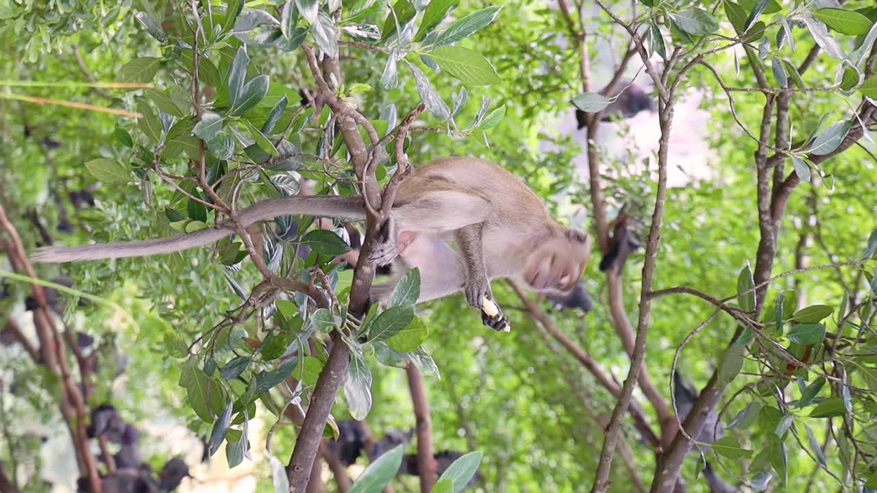 macaque de cola larga, macaca fascicularis, sentado en un árbol y comiendo fruta en las cuevas de batu, kuala lumpur, malasia video vertical