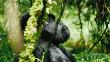 Tight-profile-shot-of-male-mountain-gorilla-sitting-in-tropical-forest