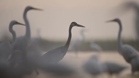 Garzas-Grises-Y-Garzas-Pescando-Por-La-Mañana-En-La-Zona-De-Humedales