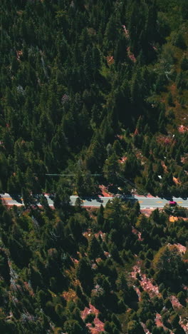 rocky landscape covered with pine trees. speed highway crossing the wildlife forest on sunny day footage. top view. vertical video